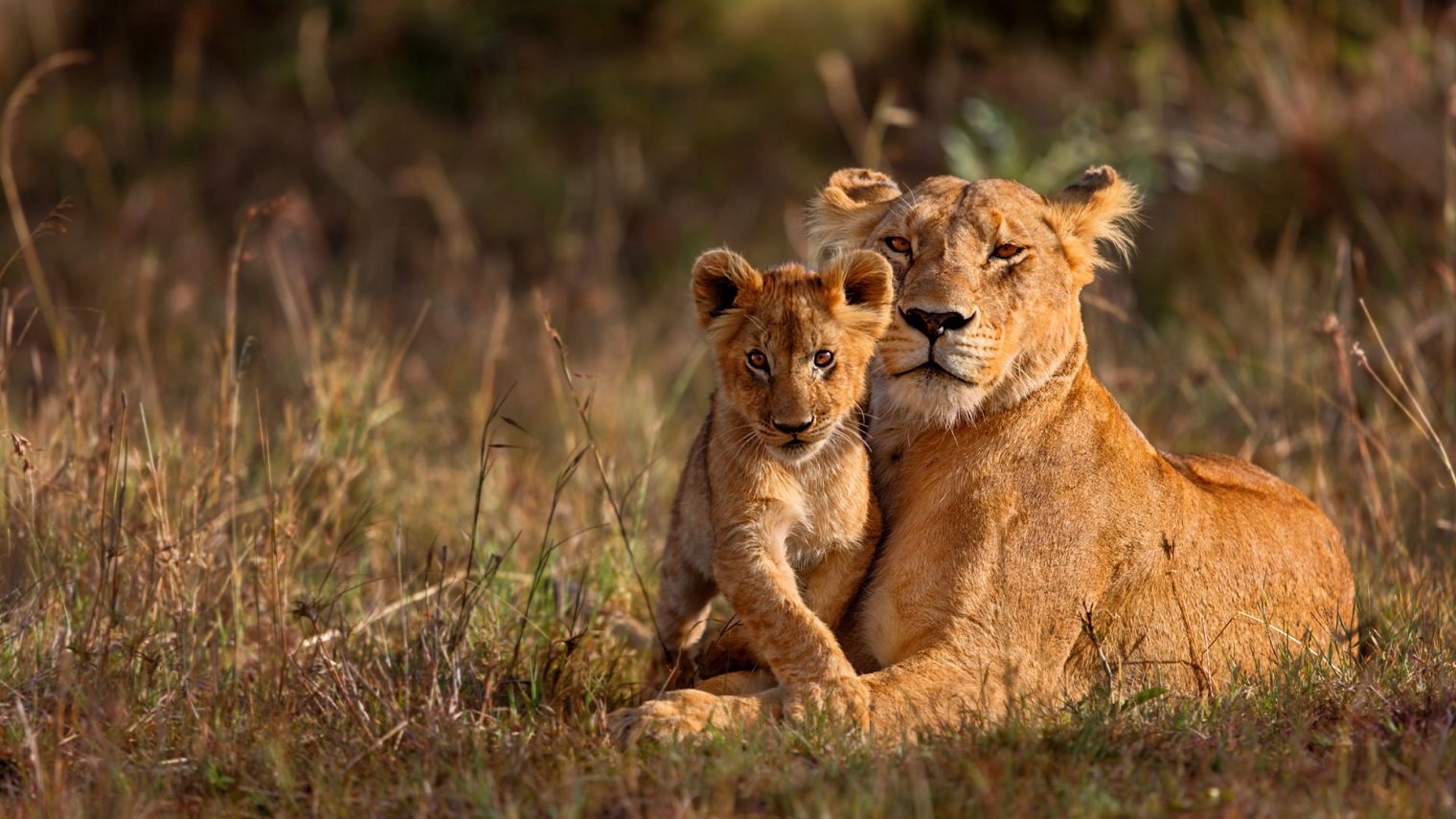 tanzania family journey for serengeti safari